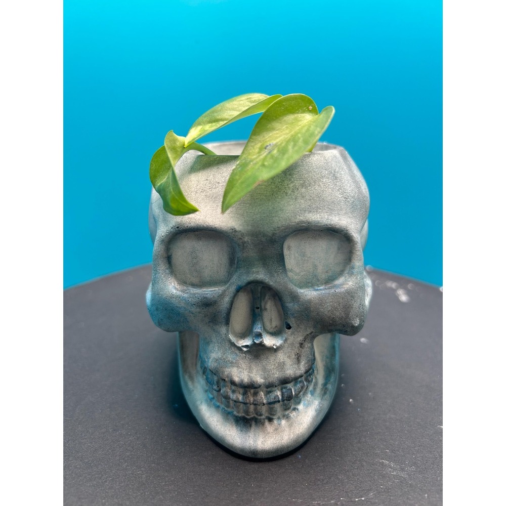 Skull Concrete Planter – Handmade Cement Succulent Pot, Handmade In Texas - Picture 4 of 6